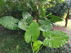 -中国科学院西双版纳热带植物园