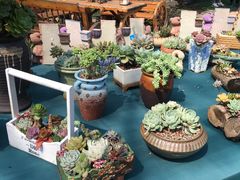 -广东花都香草世界旅游度假区