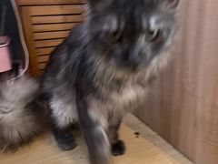 -Meowの猫咖(万家丽店)