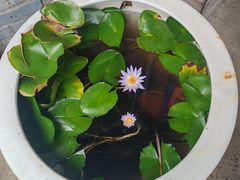 -头上红煨盐鸡·非遗院子餐厅