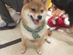 -逗柴咖啡屋·狗咖猫咖宠物桌游