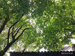 -东山雕花楼