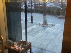 -猫大福·Fortune Cat猫舍(百子湾店)