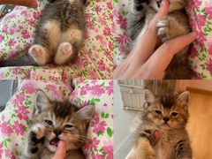 -猫咪派对(江南西店)