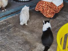 -喵屿·大理花园猫咖