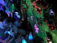 -奥兰多迪士尼动物王国乐园