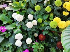 -莲花山公园