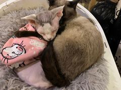 -猫小院猫主题咖啡厅(北锣店)