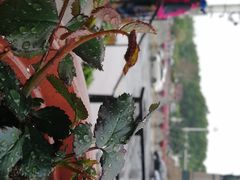 -人民防洪胜利纪念塔