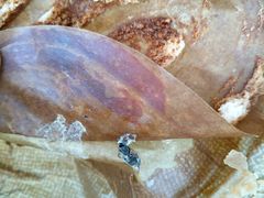 -极致味道动物奶油生日蛋糕(时尚店)