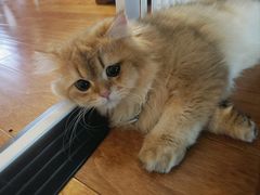 -猫大福·Fortune Cat猫舍(百子湾店)