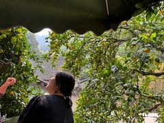 -嘉龙茶庄