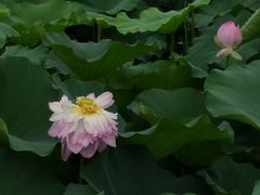 -荷塘月色湿地公园·向阳花洲