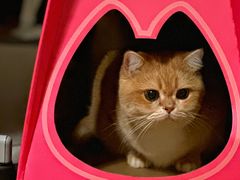 -烤匠麻辣烤鱼(万象城店)