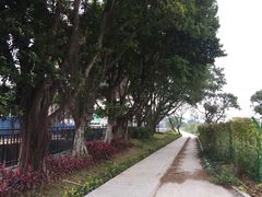 -长洲岛