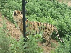 -大连森林动物园