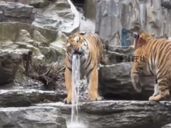 -栾川竹海野生动物园