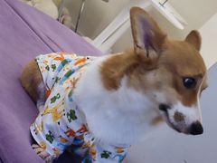 -怪兽屋·羊驼·猫咖·狗咖(俊华广场店)