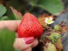 -胜丰草莓采摘园