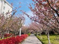 -高东镇樱花园