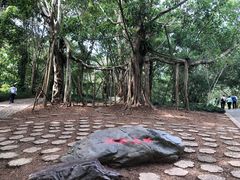 -中国科学院西双版纳热带植物园