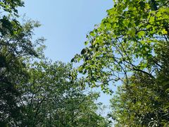 -上海佘山国家森林公园天马山园