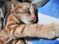 -爱侣宠医·鹦鹉专科·小型哺乳类·异宠专科(灵石路店)