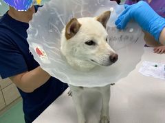 -北京观赏动物医院·24小时大型综合·猫专科·异宠专科
