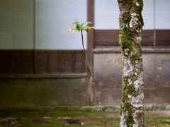 -西芳寺(苔寺)