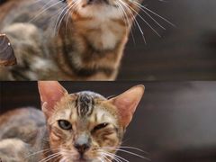 -李小姐の猫咖啡馆(五角场店)