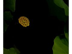 -西南交通大学(九里校区)