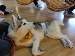 -Husky Go! 哈士奇体验馆·宠物咖啡厅狗咖