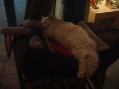 -Babycat私家御饼屋(龙头路一店)