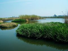 -五甲塘生态湿地公园