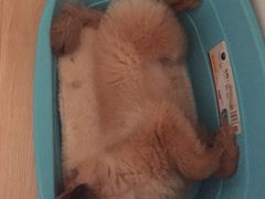-1013 PET SHOP 宠物商店(近铁城市广场店)