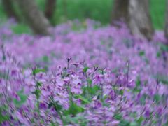 -西湖风景区-江洋畈生态公园