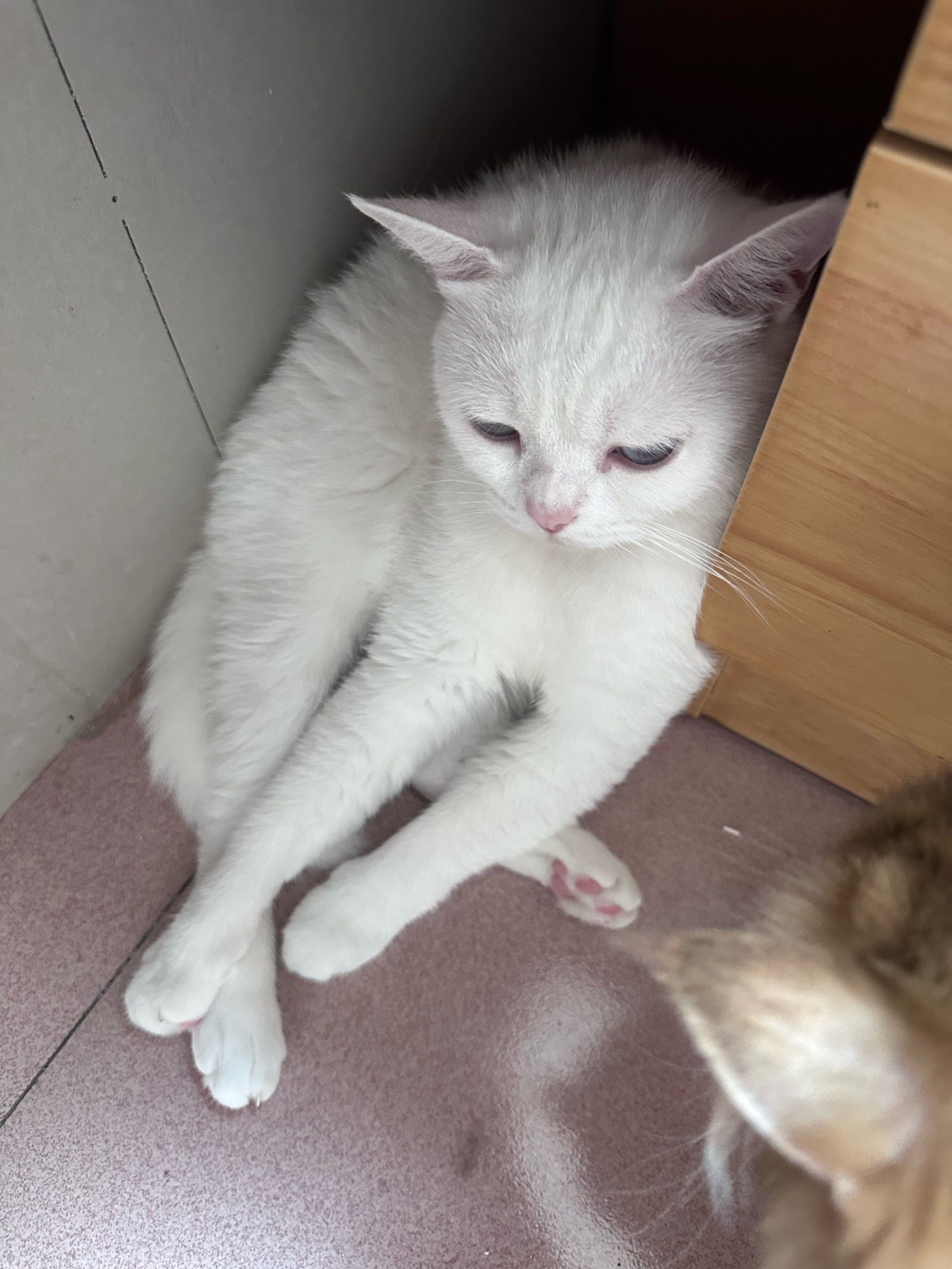 白色小猫的悠闲时光