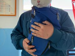 -瑞派福兴宠物医院犬猫全科·骨科·中西医结合(河东店)