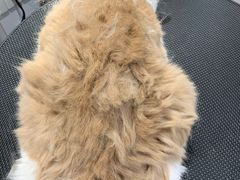 -佐罗家宠物馆·猫文化馆(紫霞路店)