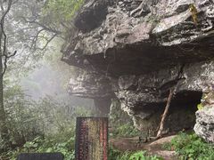 -天目山大树王景区