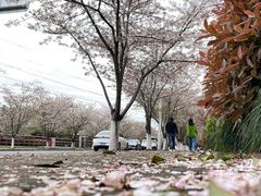 -高东镇樱花园