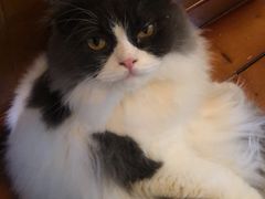 -李小姐の猫咖啡馆(五角场店)