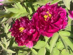 -莲花池公园