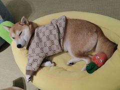 -逗柴咖啡屋·狗咖猫咖宠物桌游