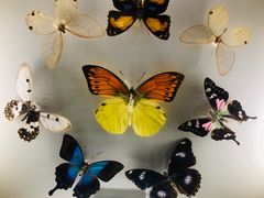 -上海大自然野生昆虫馆(东方明珠·爬宠昆虫探索中心)