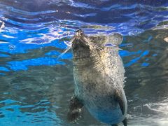 -上海海洋水族馆