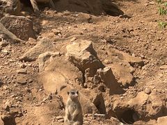 -石家庄市动物园