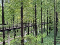 -黄海国家森林公园