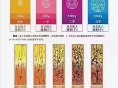 -金色雨林学习力培优(专注力提升)