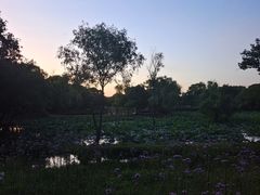 -西溪国家湿地公园